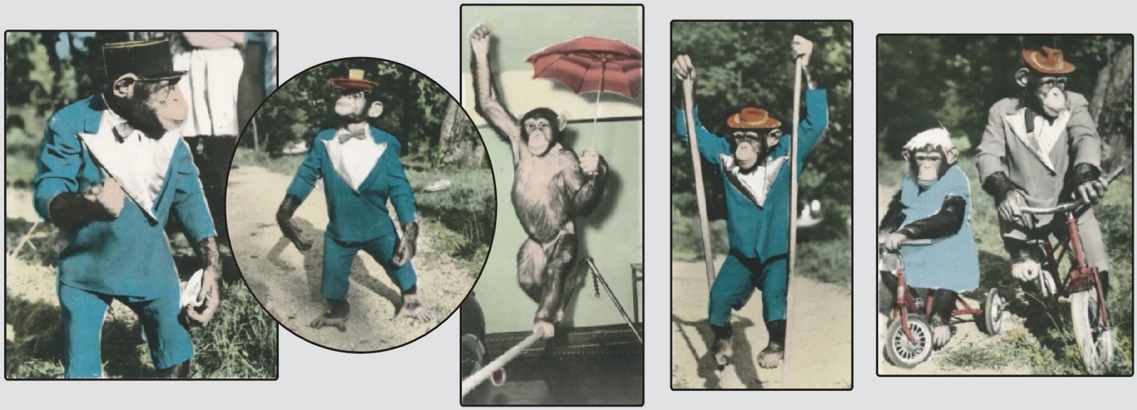 Zoo de Maubeuge, le chimpanzé Moriss